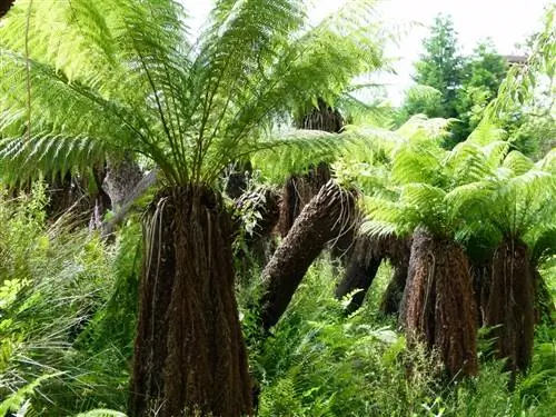 Dicksonia antarctica - древовидный папоротник.