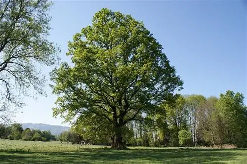 Дуб - это дерево, которое дает много тени