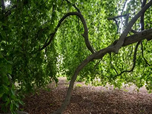 Теневые деревья