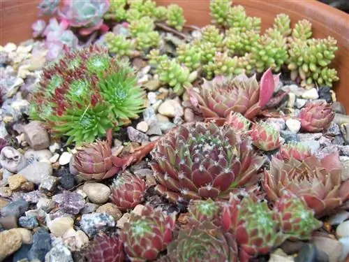 Существует много видов Sempervivum.