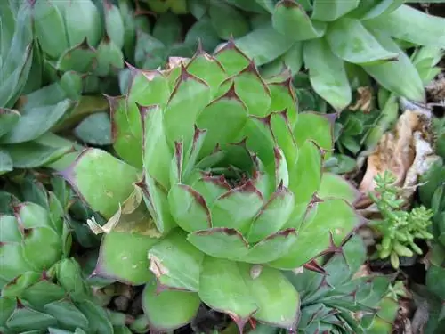 Sempervivum tectorum - небольшой суккулент.