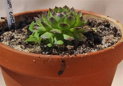 Sempervivum vicentei зеленый
