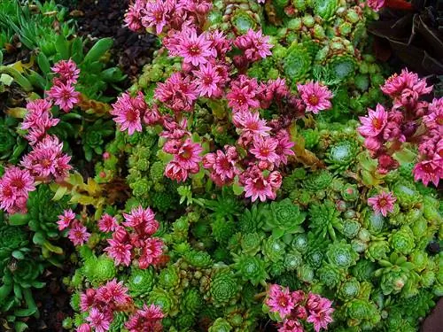 Существует много видов sempervivum