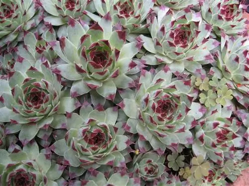 Sempervivum calcareum - многолетний суккулент.