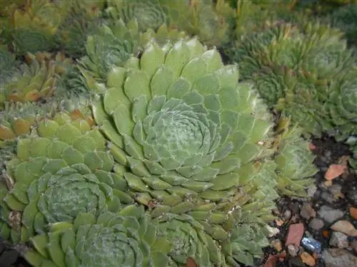 Sempervivum ciliosum многолетнее растение.