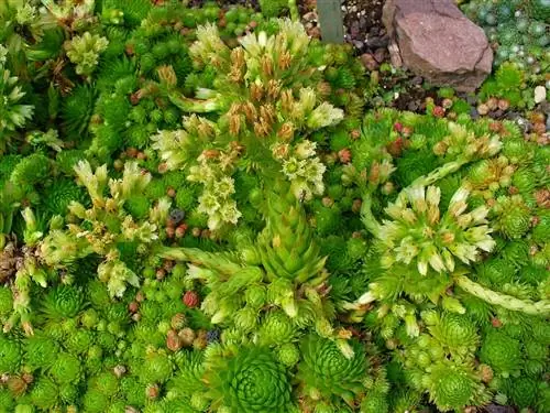 Sempervivum - легкая грубиянка