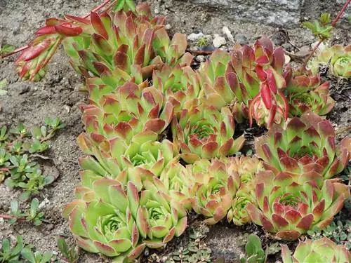 sempervivum heuffelii - небольшой суккулент.