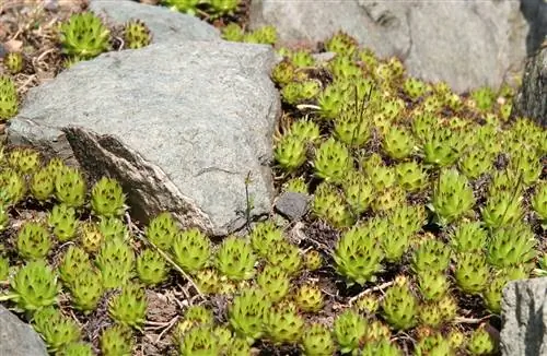 Sempervivum macedonicum - зеленое растение.