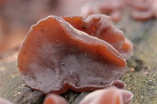Ушной грибок (Auricularia auricula-judae)