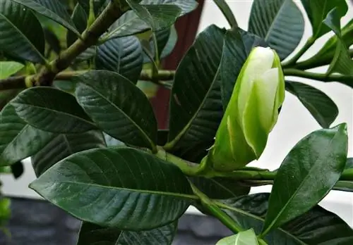 Гардения - это растение, которое может расти в горшке, если у него есть место.
