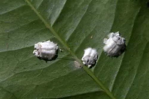 хлопковый мучнистый червец на листе