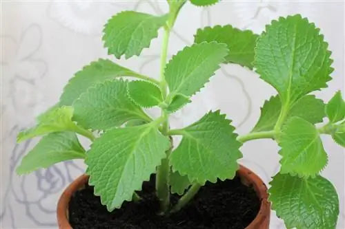 Плектрантус амбоиник