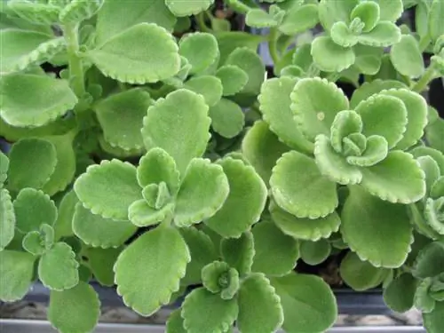 кубинский орегано в горшке