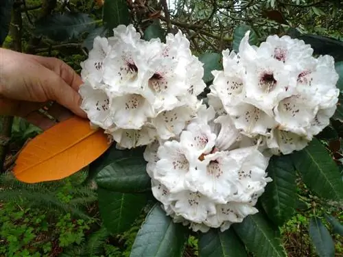 Рододендрон - кислое растение.