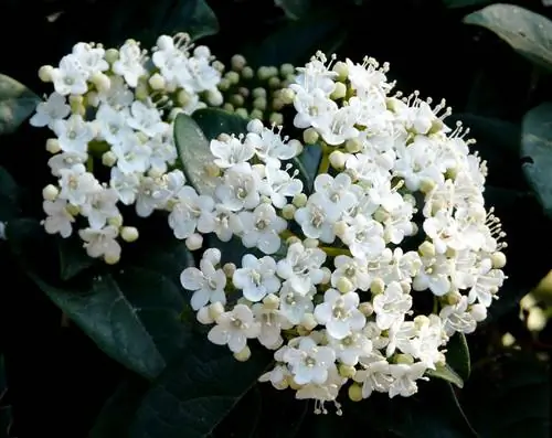 Viburnum tinus - кустарник с белыми цветами.
