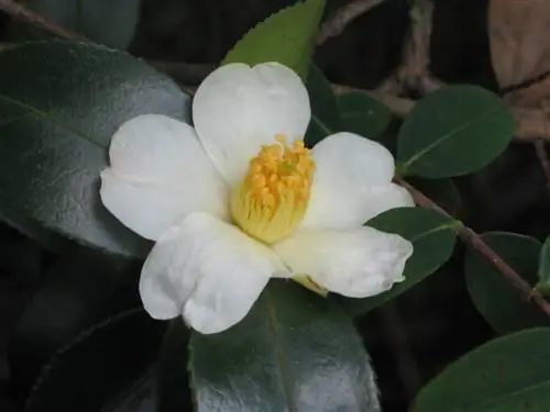 Camellia oleifera - кустарник, цветущий зимой.
