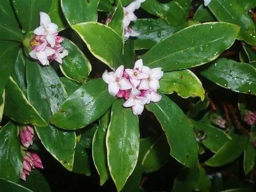 Дафна - небольшой кустарник