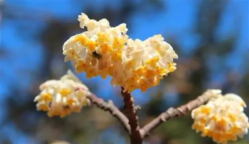 Edgeworthia chrysantha цветет зимой