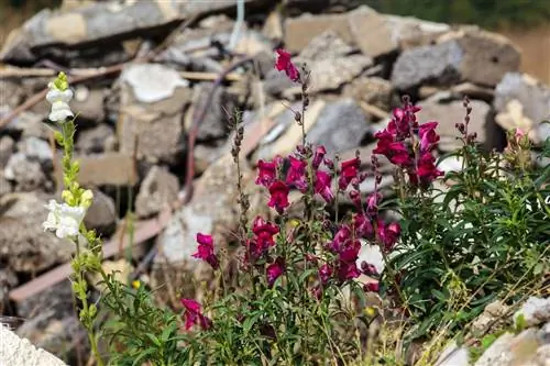 Львиный зев прост в уходе за травами