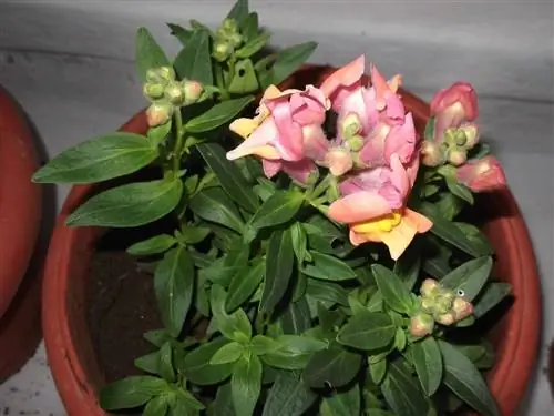 Львиный зев - это трава