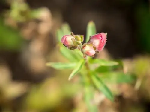 Львиный зев часто поливают