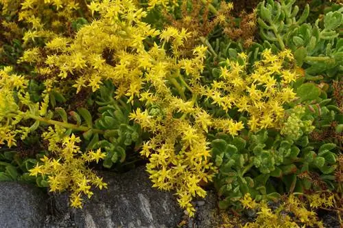 цветение Sedum dendroideum
