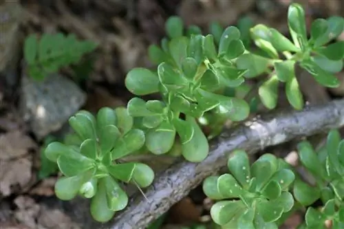 зеленый очиток дендроидеум