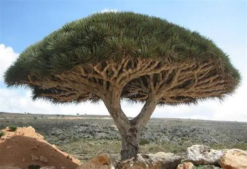 Дерево Драконьей Крови (Dracaena cinnabari)