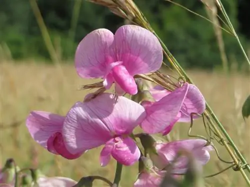 Есть много латирусов, которые являются альпинистами.