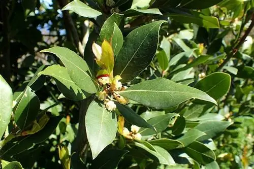 Лавр - это дерево, которое можно держать в горшке.