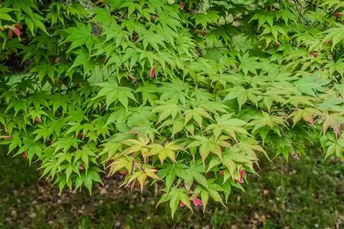 Японский клен - листопадное дерево.