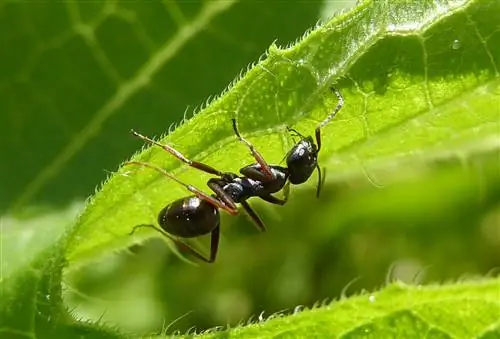Комнатные муравьи обычно не вредят растению, но могут раздражать.