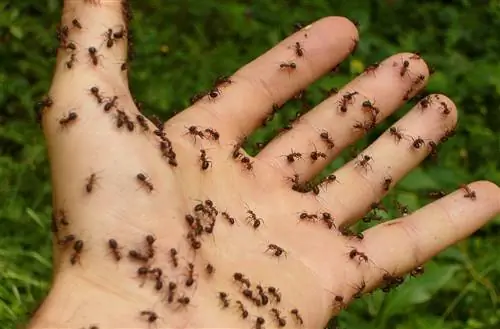 Как избавиться от муравьев в горшке