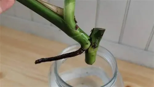 Черенки монстеры укореняются за две недели