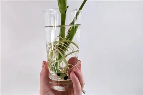 Черенки монстеры можно брать весной