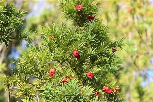 Taxus baccata - очень крупное вечнозеленое хвойное дерево.