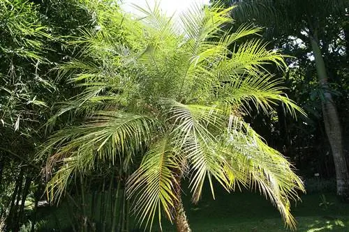 Карликовая пальма идеально подходит для украшения бассейнов