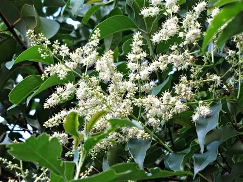 Бирючина - вечнозеленое дерево