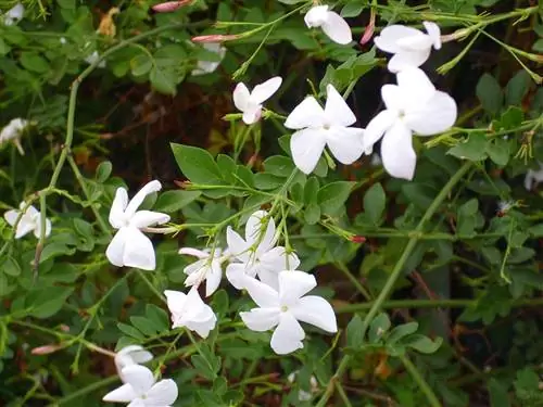 Jasminum officinalis - идеальный альпинист для бассейна.