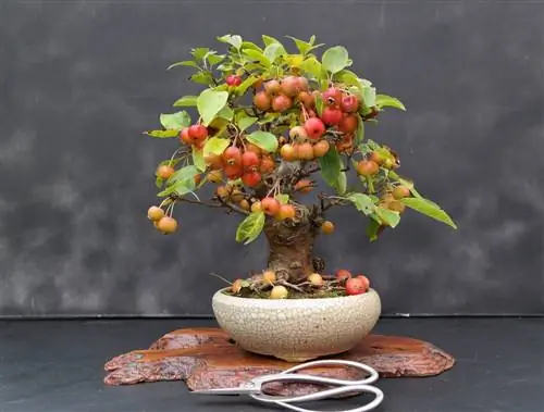 Бонсай из яблони на открытом воздухе