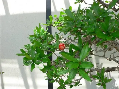 Гранатовый бонсай поливают мало