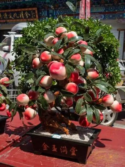 Бонсай из плодов - нежное растение.
