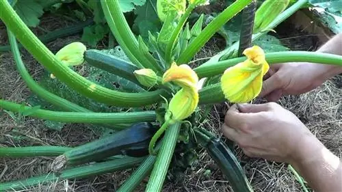когда сажают кабачки