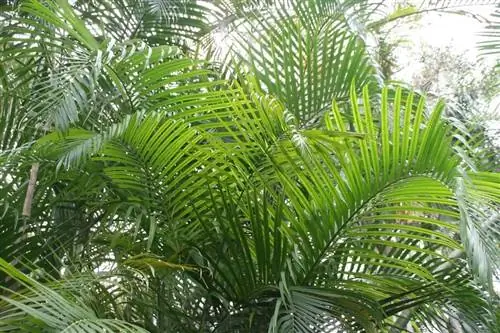 Листья Dypsis lutescens перистые и длинные.