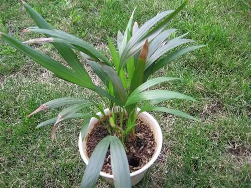 Dypsis lutescens можно хранить в горшке годами.
