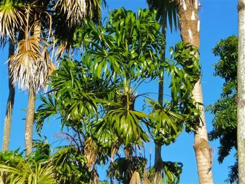 Thrinax parviflora - небольшая пальма.