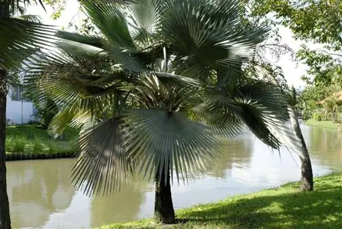 Copernicia hospita - невысокая пальма.