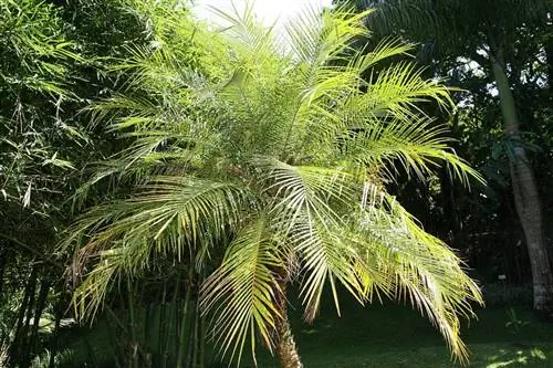 Карликовая пальма идеально подходит для солнечных террас.