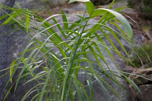 Хамедорея радикальная - зеленое растение.