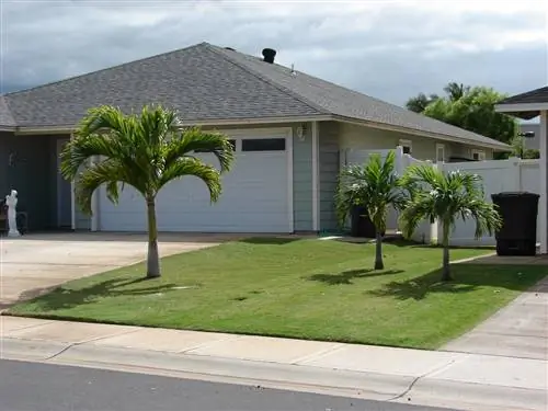 Adonidia merrillii - редкая и красивая тропическая пальма.